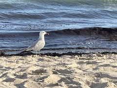 Ichthyaetus audouinii