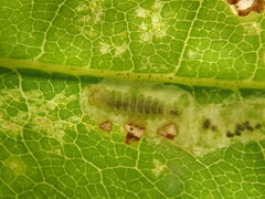 Cameraria saccharella