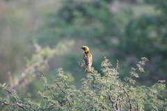 Ploceus cucullatus