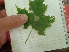 Cameraria saccharella