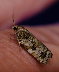 Choristoneura fumiferana