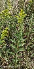 Solidago mollis