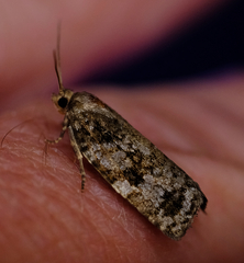 Choristoneura fumiferana