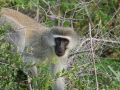 Chlorocebus pygerythrus pygerythrus