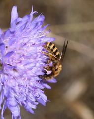Halictus scabiosae