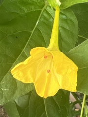 Mirabilis