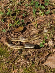 Pantherophis spiloides