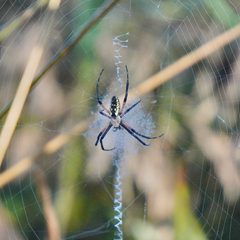 Argiope aurantia
