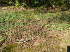 Pantherophis spiloides