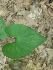 Viola sororia