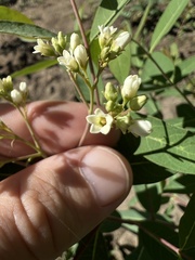 Apocynum cannabinum
