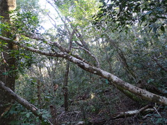 Elaeodendron croceum