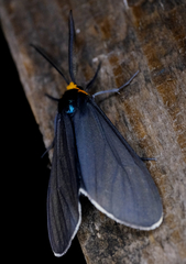 Ctenucha virginica