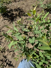 Apocynum cannabinum