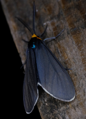 Ctenucha virginica