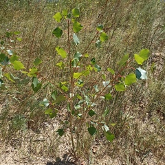 Populus nigra
