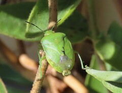 Chlorochroa uhleri