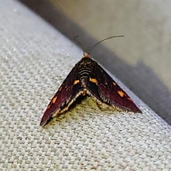 Pyrausta aurata
