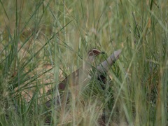 Rhinoptilus chalcopterus