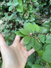 Prunus ilicifolia