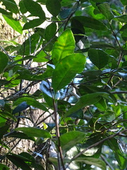 Elaeodendron croceum