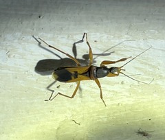 Ectomocoris luridus