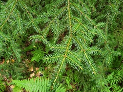 Picea mariana