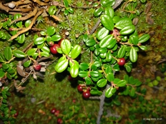 Vaccinium vitis-idaea