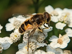 Eristalis arbustorum