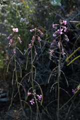Boechera californica