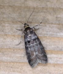 Acrobasis tricolorella