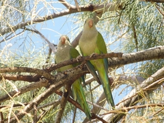 Myiopsitta monachus