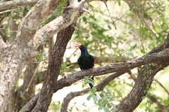 Phoeniculus purpureus