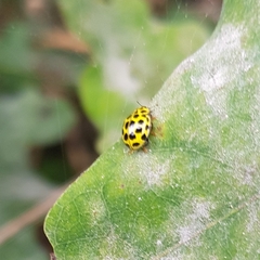 Psyllobora vigintiduopunctata