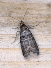 Acrobasis tricolorella