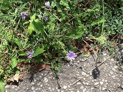 Cichorium intybus