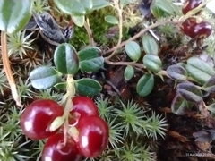 Vaccinium vitis-idaea