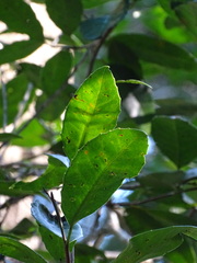 Elaeodendron croceum