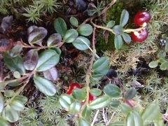 Vaccinium vitis-idaea
