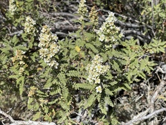 Chamaebatiaria millefolium