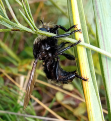 Laphria gibbosa
