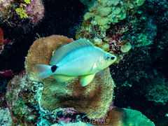 Hypoplectrus unicolor