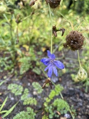 Cichorium intybus