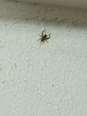 Gryllomorpha