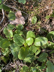 Epigaea repens