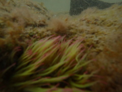 Anemonia viridis