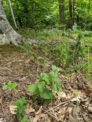 Epipactis helleborine