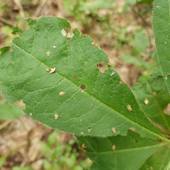 Rhododendron luteum