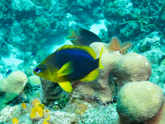 Hypoplectrus guttavarius