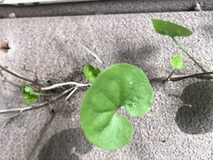 Dichondra
